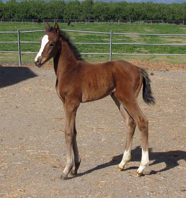 filly fee filly fee